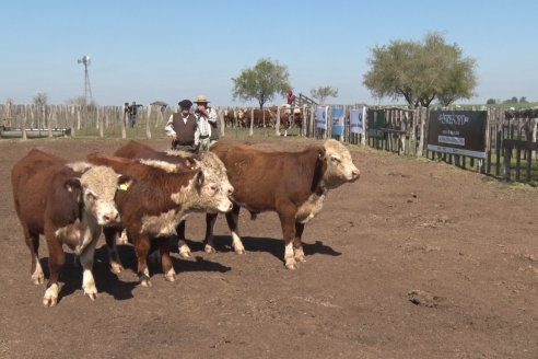 1° Jura Fenotípica de la 1° Prueba Pastoril Hereford Mesopotámica - EEA INTA C.del Uruguay - Entre Ríos