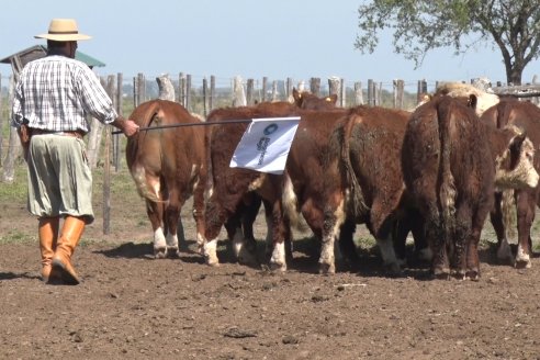 1° Jura Fenotípica de la 1° Prueba Pastoril Hereford Mesopotámica - EEA INTA C.del Uruguay - Entre Ríos