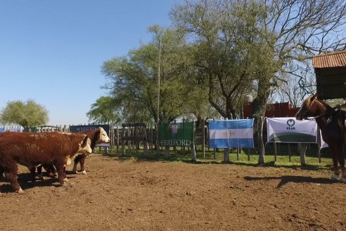 1° Jura Fenotípica de la 1° Prueba Pastoril Hereford Mesopotámica - EEA INTA C.del Uruguay - Entre Ríos