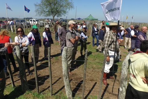 1° Jura Fenotípica de la 1° Prueba Pastoril Hereford Mesopotámica - EEA INTA C.del Uruguay - Entre Ríos