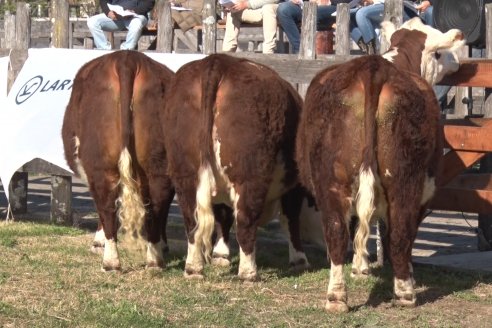 Jura Hereford - Exposición Sociedad Rural de Gualeguaychú