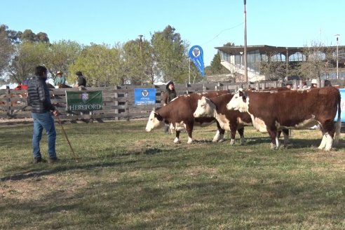 Jura Hereford - Exposición Sociedad Rural de Gualeguaychú