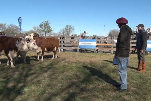 Jura Hereford - Exposición Sociedad Rural de Gualeguaychú