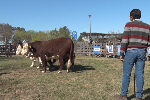 Jura Hereford - Exposición Sociedad Rural de Gualeguaychú