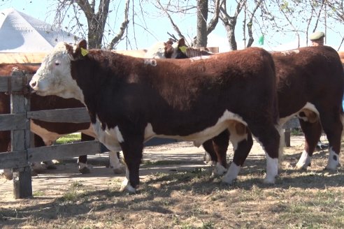 Jura Hereford - Exposición Sociedad Rural de Gualeguaychú