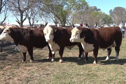 Jura Hereford - Exposición Sociedad Rural de Gualeguaychú