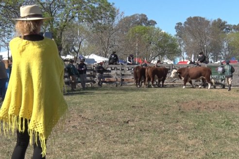 Jura Hereford - Exposición Sociedad Rural de Gualeguaychú