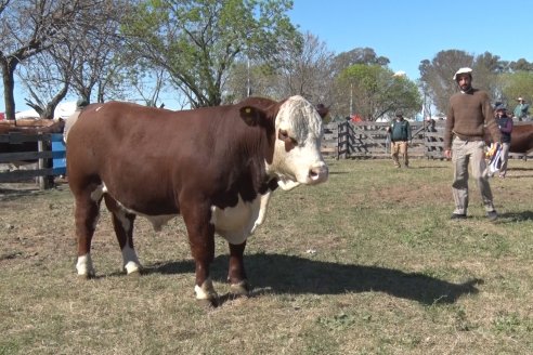 Jura Hereford - Exposición Sociedad Rural de Gualeguaychú