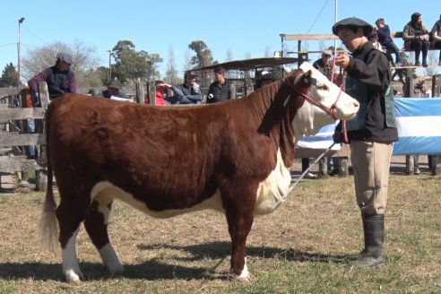 Jura Hereford - Exposición Sociedad Rural de Gualeguaychú