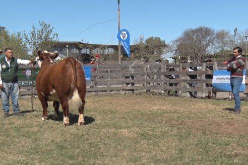 Jura Hereford - Exposición Sociedad Rural de Gualeguaychú