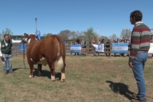 Jura Hereford - Exposición Sociedad Rural de Gualeguaychú