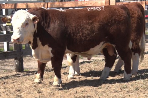 Jura Hereford - Exposición Sociedad Rural de Gualeguaychú