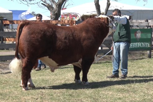 Jura Hereford - Exposición Sociedad Rural de Gualeguaychú