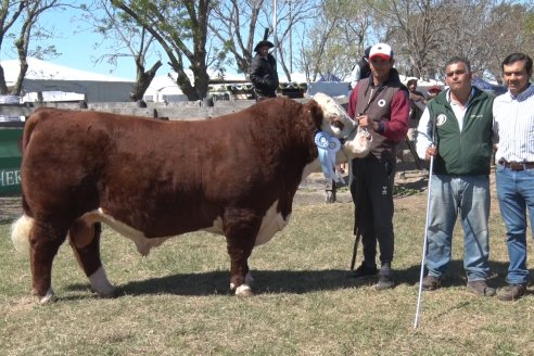 Jura Hereford - Exposición Sociedad Rural de Gualeguaychú