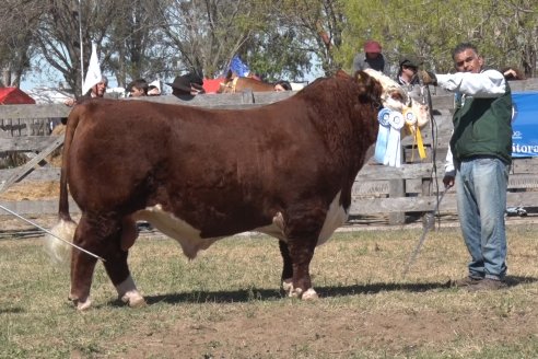 Jura Hereford - Exposición Sociedad Rural de Gualeguaychú