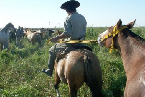 Senasa toma medidas ante brotes de Encefalomielitis Equinas en campos de Entre Ríos, Corrientes y Santa Fe