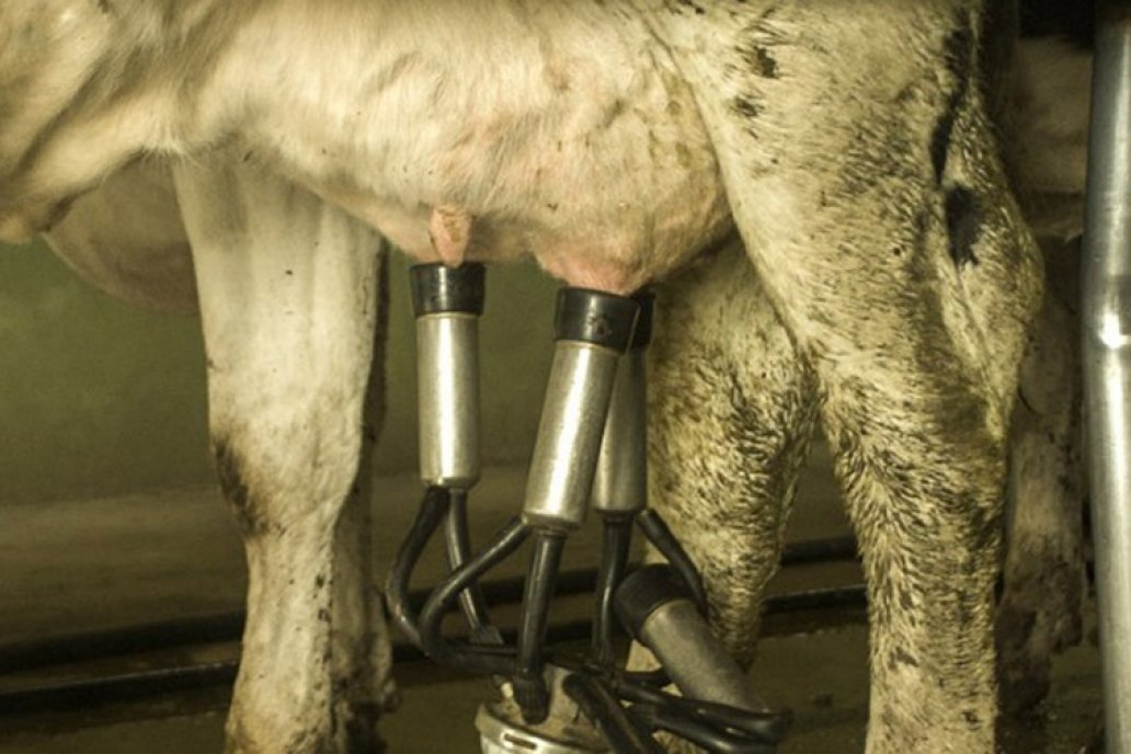 El virus afecta la salud animal y el comercio internacional. El virus afecta la salud animal y el comercio internacional.