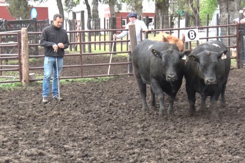 El toro de Cabaña Los Primos, picó en punta en la Prueba Pastoril Angus del Litoral