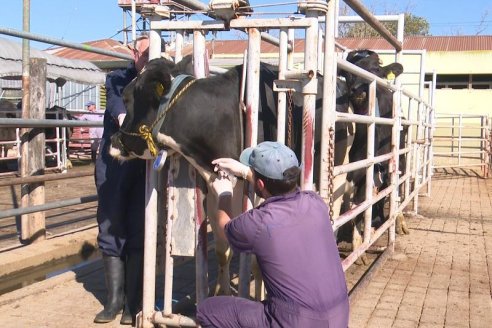 Sorprendente incremento del ordeño en los tambos argentinos durante el mes pasado