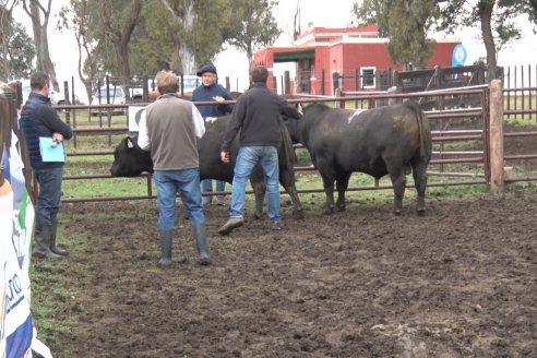 El toro de Cabaña Los Primos, picó en punta en la Prueba Pastoril Angus del Litoral