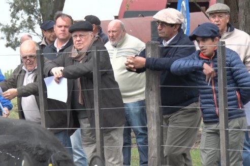 El toro de Cabaña Los Primos, picó en punta en la Prueba Pastoril Angus del Litoral