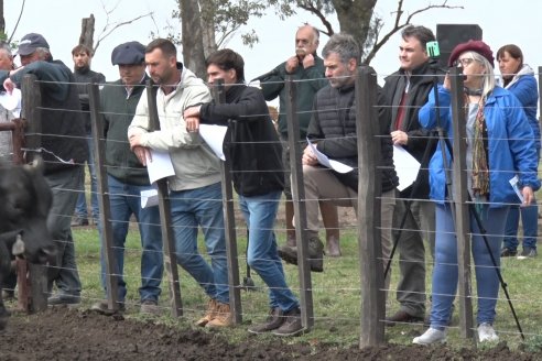 El toro de Cabaña Los Primos, picó en punta en la Prueba Pastoril Angus del Litoral