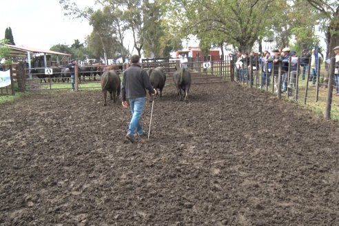 El toro de Cabaña Los Primos, picó en punta en la Prueba Pastoril Angus del Litoral