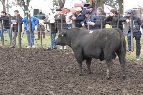 El toro de Cabaña Los Primos, picó en punta en la Prueba Pastoril Angus del Litoral