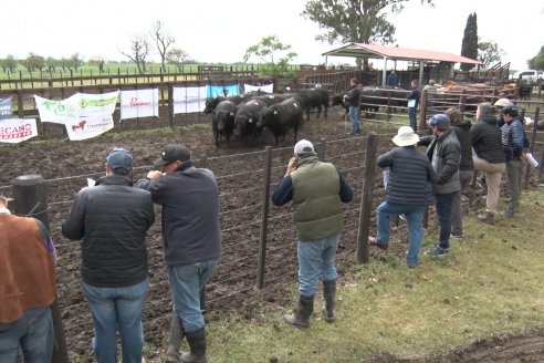 El toro de Cabaña Los Primos, picó en punta en la Prueba Pastoril Angus del Litoral