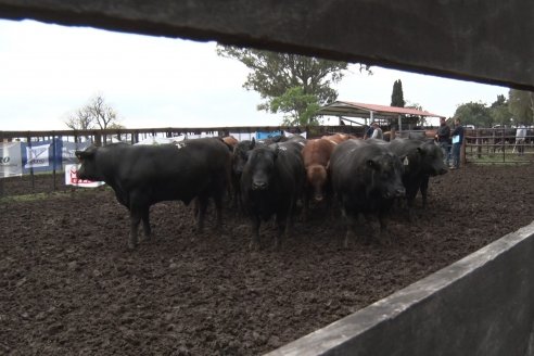 El toro de Cabaña Los Primos, picó en punta en la Prueba Pastoril Angus del Litoral