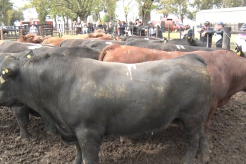 El toro de Cabaña Los Primos, picó en punta en la Prueba Pastoril Angus del Litoral