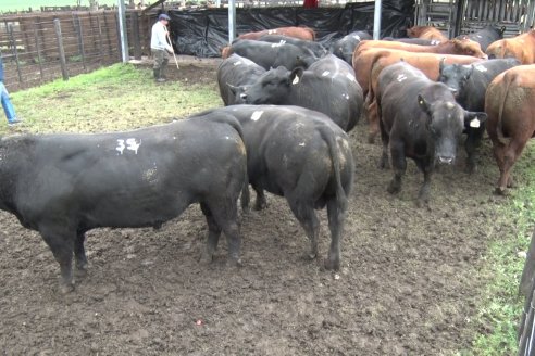 El toro de Cabaña Los Primos, picó en punta en la Prueba Pastoril Angus del Litoral