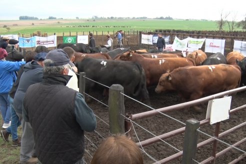 El toro de Cabaña Los Primos, picó en punta en la Prueba Pastoril Angus del Litoral