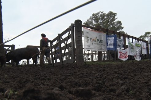 El toro de Cabaña Los Primos, picó en punta en la Prueba Pastoril Angus del Litoral