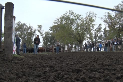 El toro de Cabaña Los Primos, picó en punta en la Prueba Pastoril Angus del Litoral