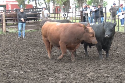 El toro de Cabaña Los Primos, picó en punta en la Prueba Pastoril Angus del Litoral