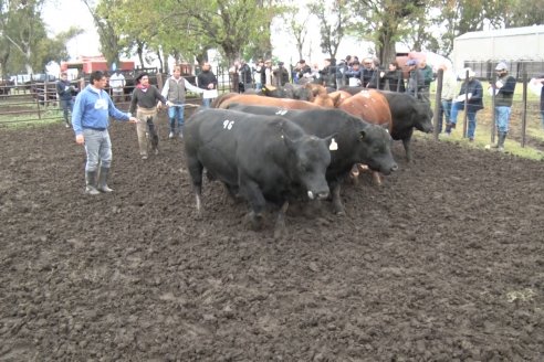 El toro de Cabaña Los Primos, picó en punta en la Prueba Pastoril Angus del Litoral