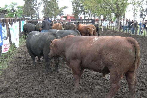 El toro de Cabaña Los Primos, picó en punta en la Prueba Pastoril Angus del Litoral