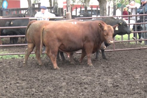 El toro de Cabaña Los Primos, picó en punta en la Prueba Pastoril Angus del Litoral