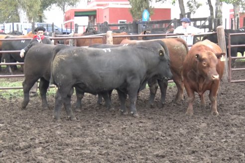 El toro de Cabaña Los Primos, picó en punta en la Prueba Pastoril Angus del Litoral