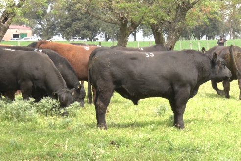 El toro de Cabaña Los Primos, picó en punta en la Prueba Pastoril Angus del Litoral