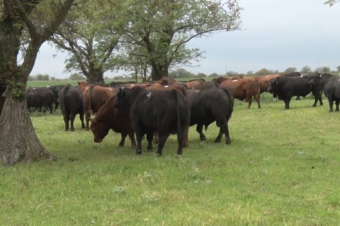El toro de Cabaña Los Primos, picó en punta en la Prueba Pastoril Angus del Litoral