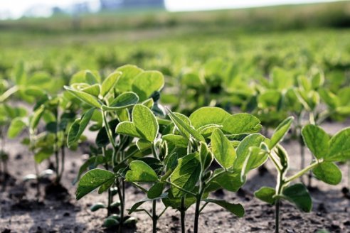 Desarrollaron un bioinoculante que baja el 20% las emisiones de la soja