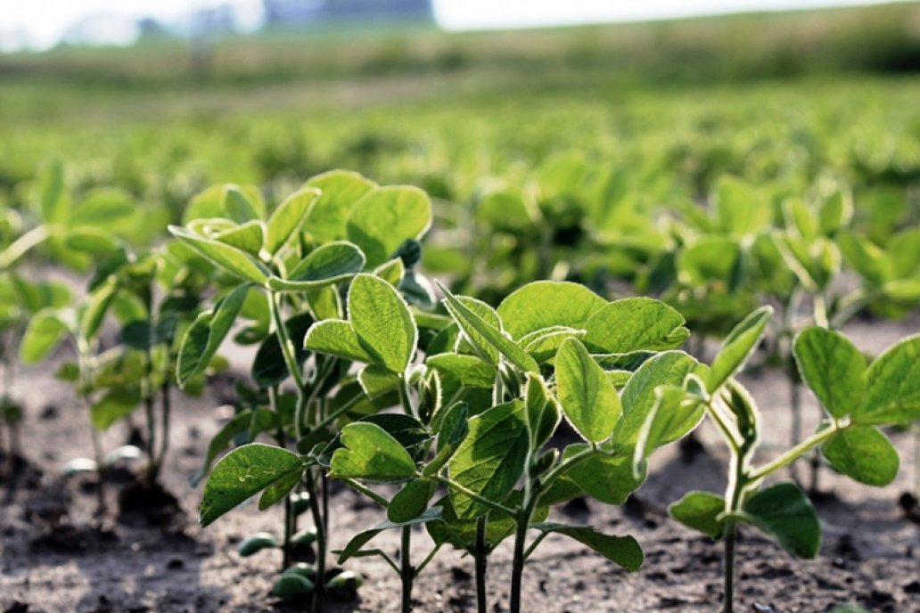 El valor subsidiado para el fruto de la planta de soja ayudó al Tesoro Nacional.