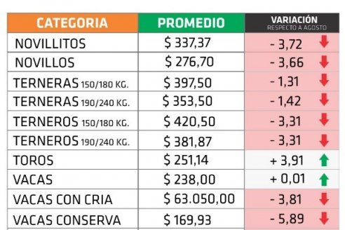 Hacienda: toros, vacas y vaquillas son las únicas categorías que subieron de precio en septiembre