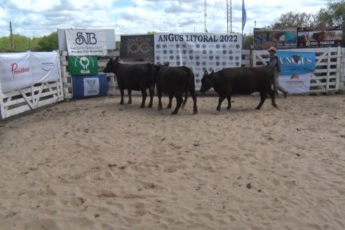 Concurso de Hembras y Entrega de Premios correspondiente a la 7° Prueba Pastoril Angus Litoral