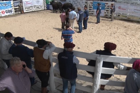 Concurso de Hembras y Entrega de Premios correspondiente a la 7° Prueba Pastoril Angus Litoral