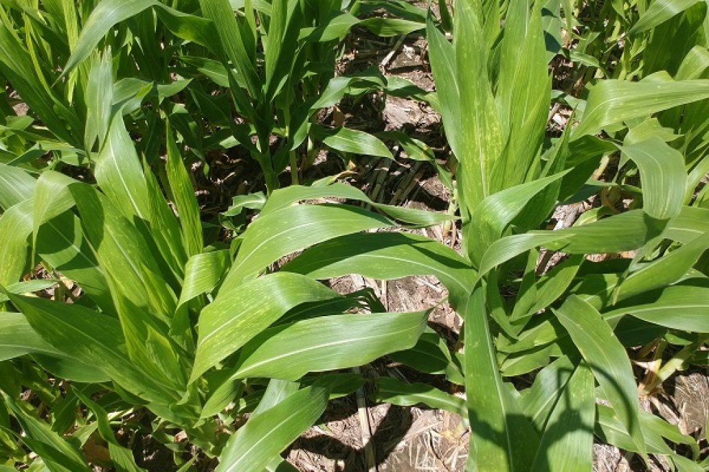 Aquí es más poco que mucho lo que se planta, pero este año puede haber cambios.