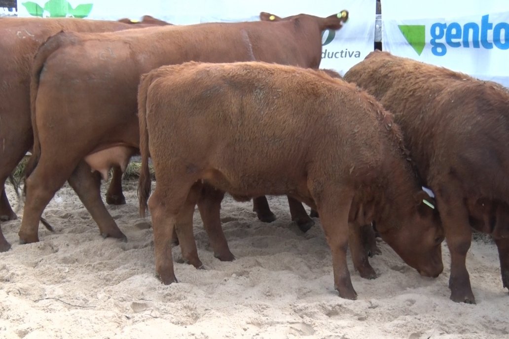 En predio de la Sociedad Rural de Hasenkamp fue el escenario del remate final.