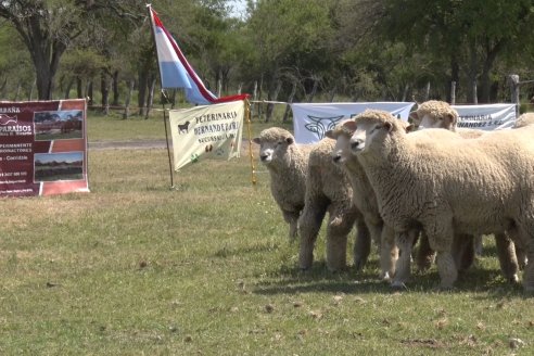 Visita a Cabaña Los Paraisos - Previa al Remate Especial de Ovino a realizarse el 9 de Noviembre en Sociedad Rural de Federal